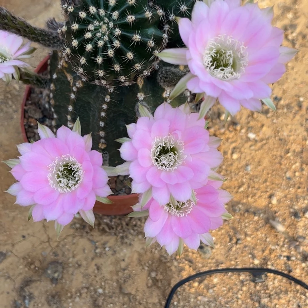 欣***0实生黑金刚仙人球3