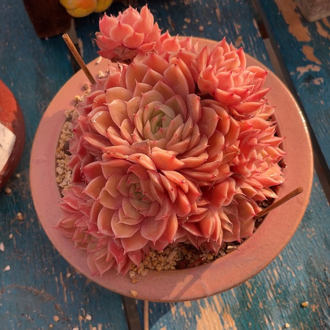 昂斯诺群生多肉植物一物一拍