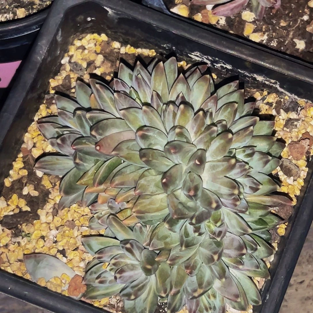 桔云多肉美人精品系列