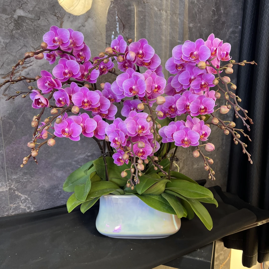 【紫霞-蝴蝶兰】懒人种植  禅意 易养花期长 轻奢 送礼