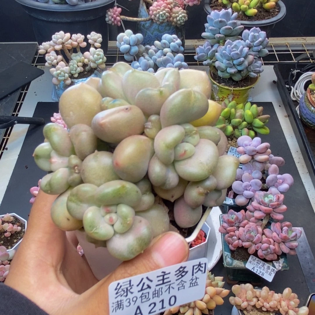 210比尔盖茨多肉8c m