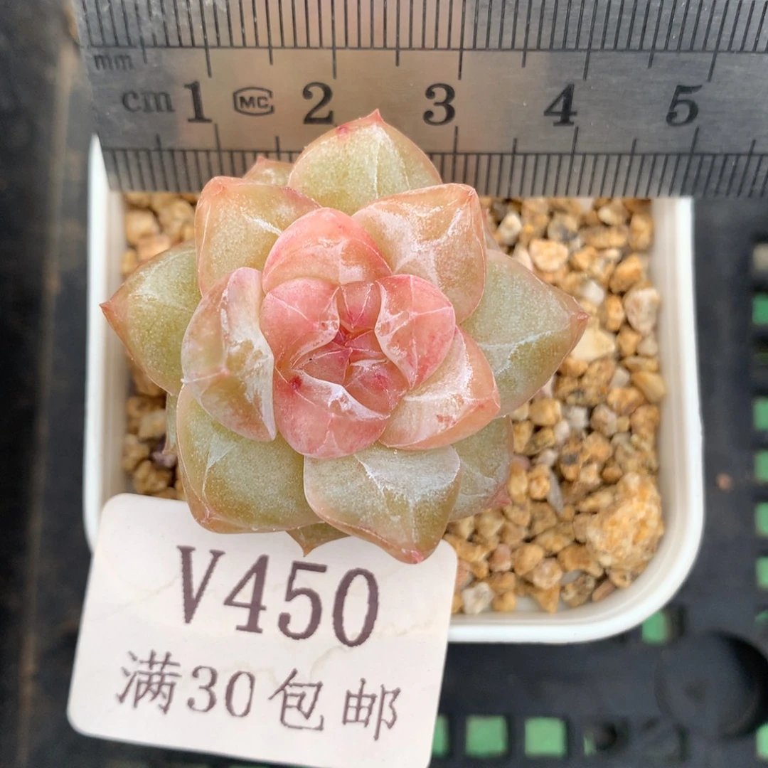 45。粉钻珍妮糖心。
