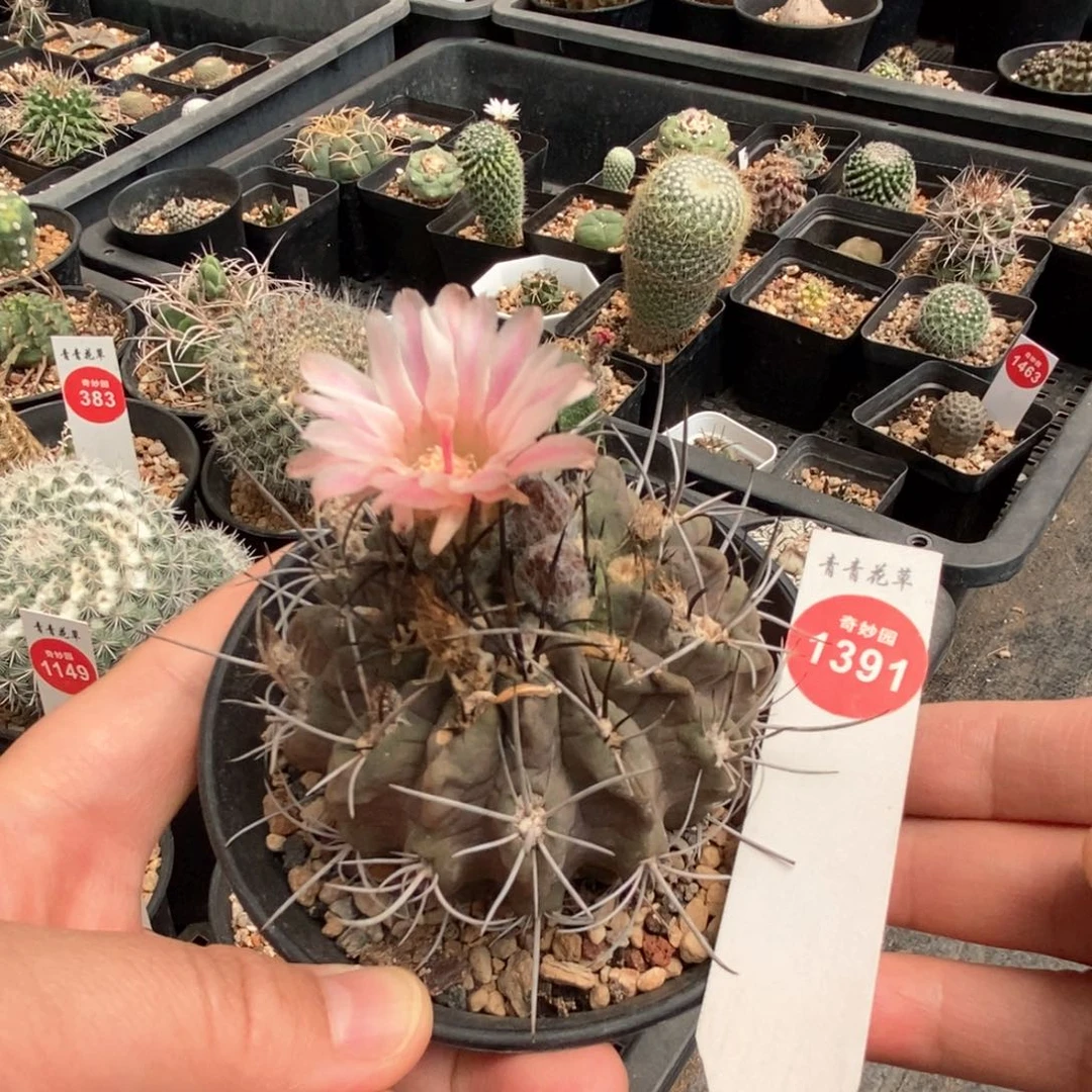 实生粉花老素妆玉6.8cm