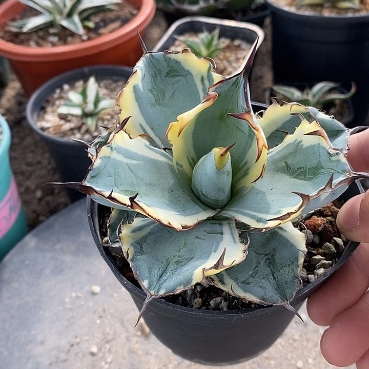 蓝鲸白腹轮锦   一个