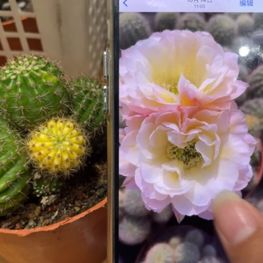 彩草比心多头群生