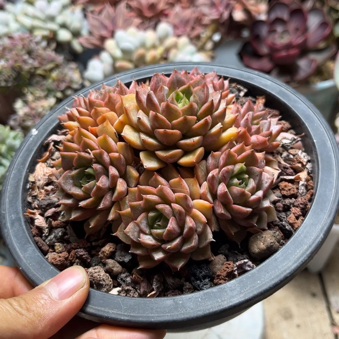 玫瑰夫人多肉植物ruheshichu