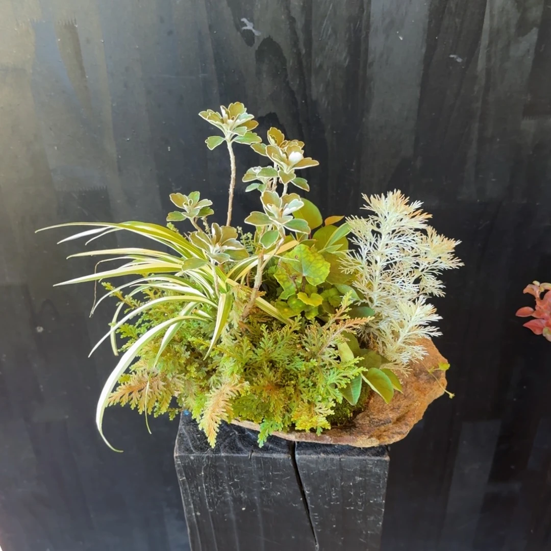 三***堂无花朵山野草日本鞍马石
