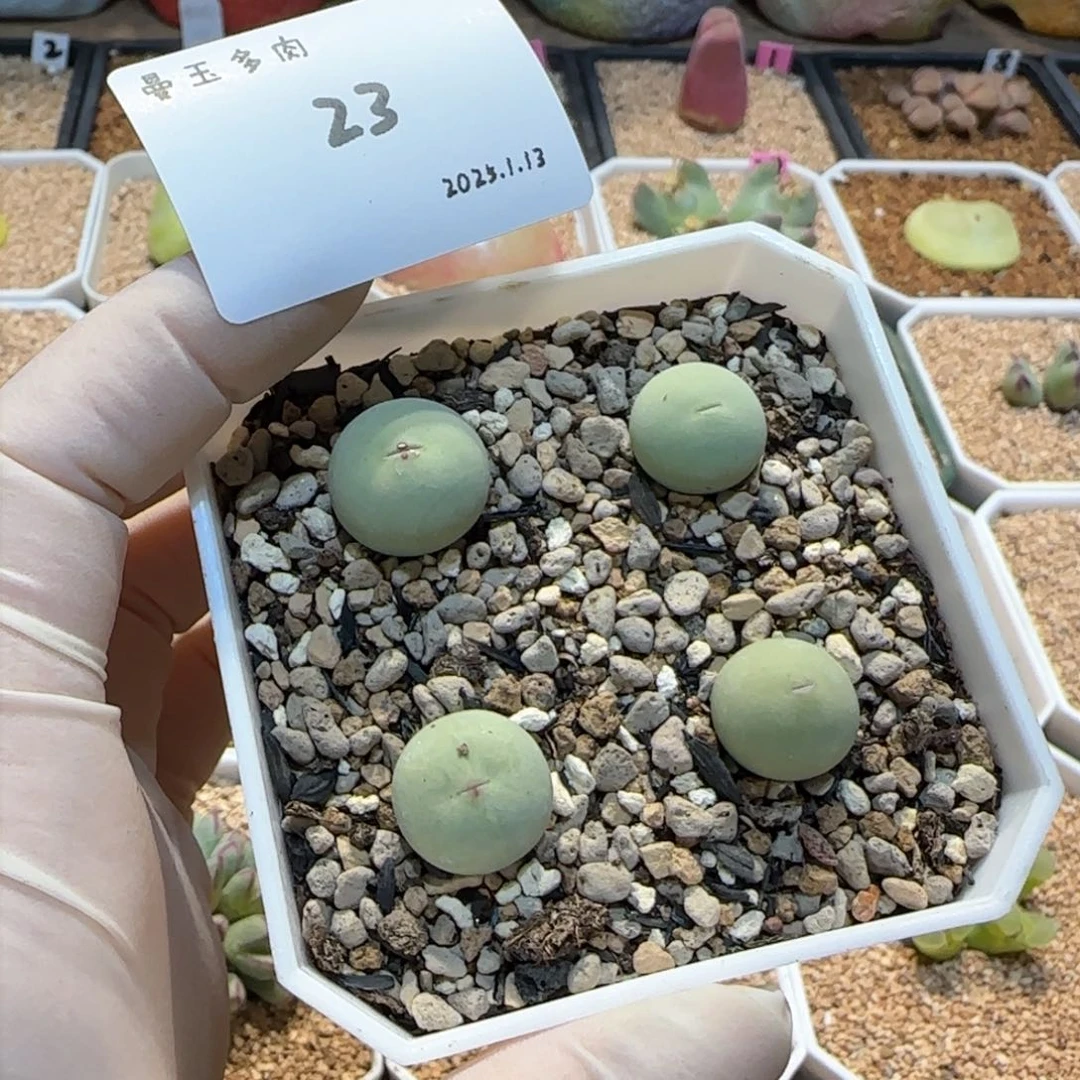 淼*淼多肉多肉多肉1.13-023