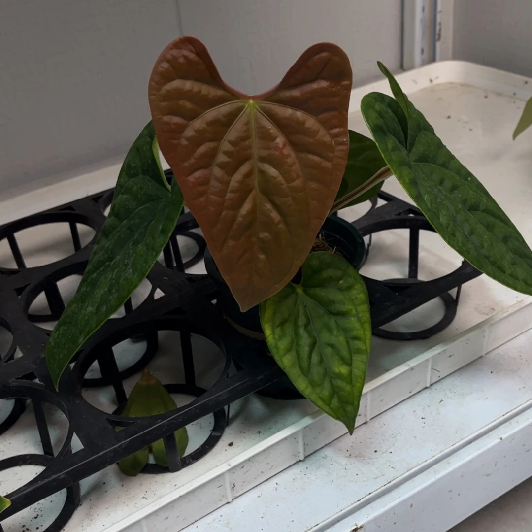 无花朵038 蝠鲼杂奢华