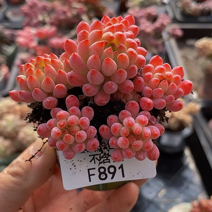 烟花7cm891多肉植物