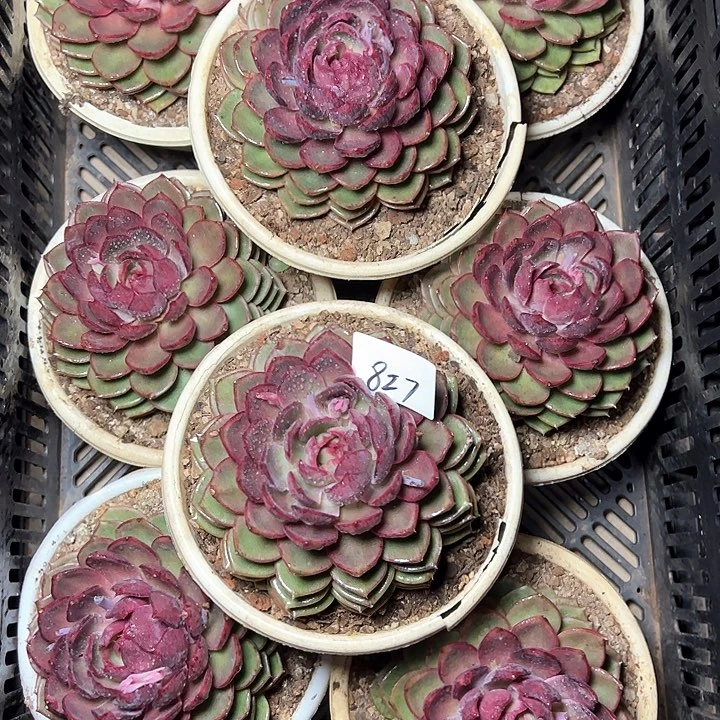 827多肉一颗包邮
