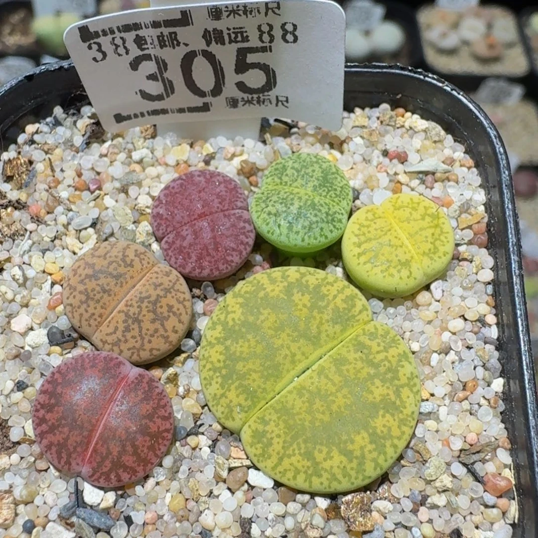 Ssss精品生石花305