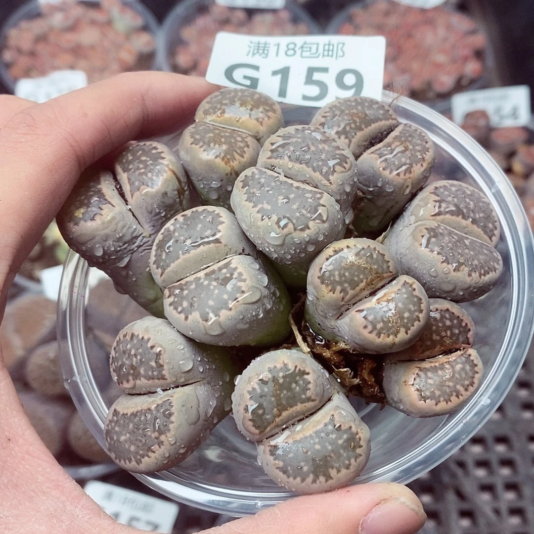 159呃呃呃呃呃呃呃呃呃呃呃呃