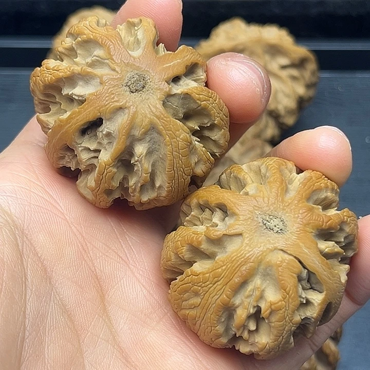 阿***飞核桃秦岭突突突突突突