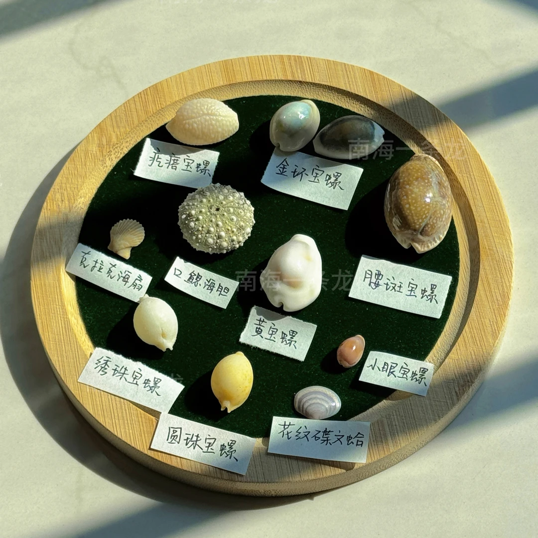 直播间定制专拍/天然海螺贝壳