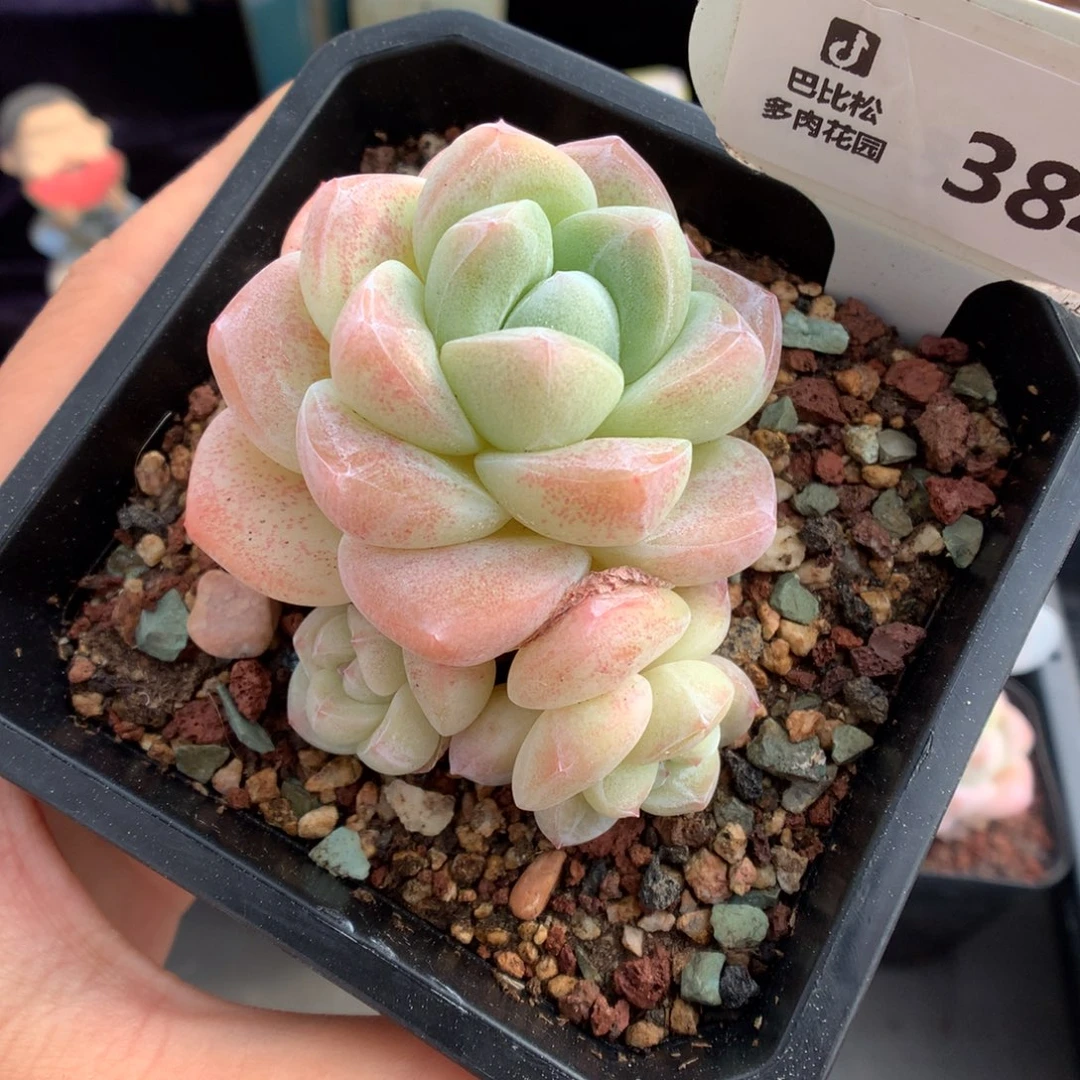 384三头冰玉多肉植物