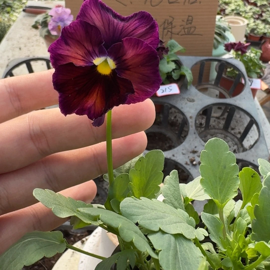 大部分花苞少量开放276