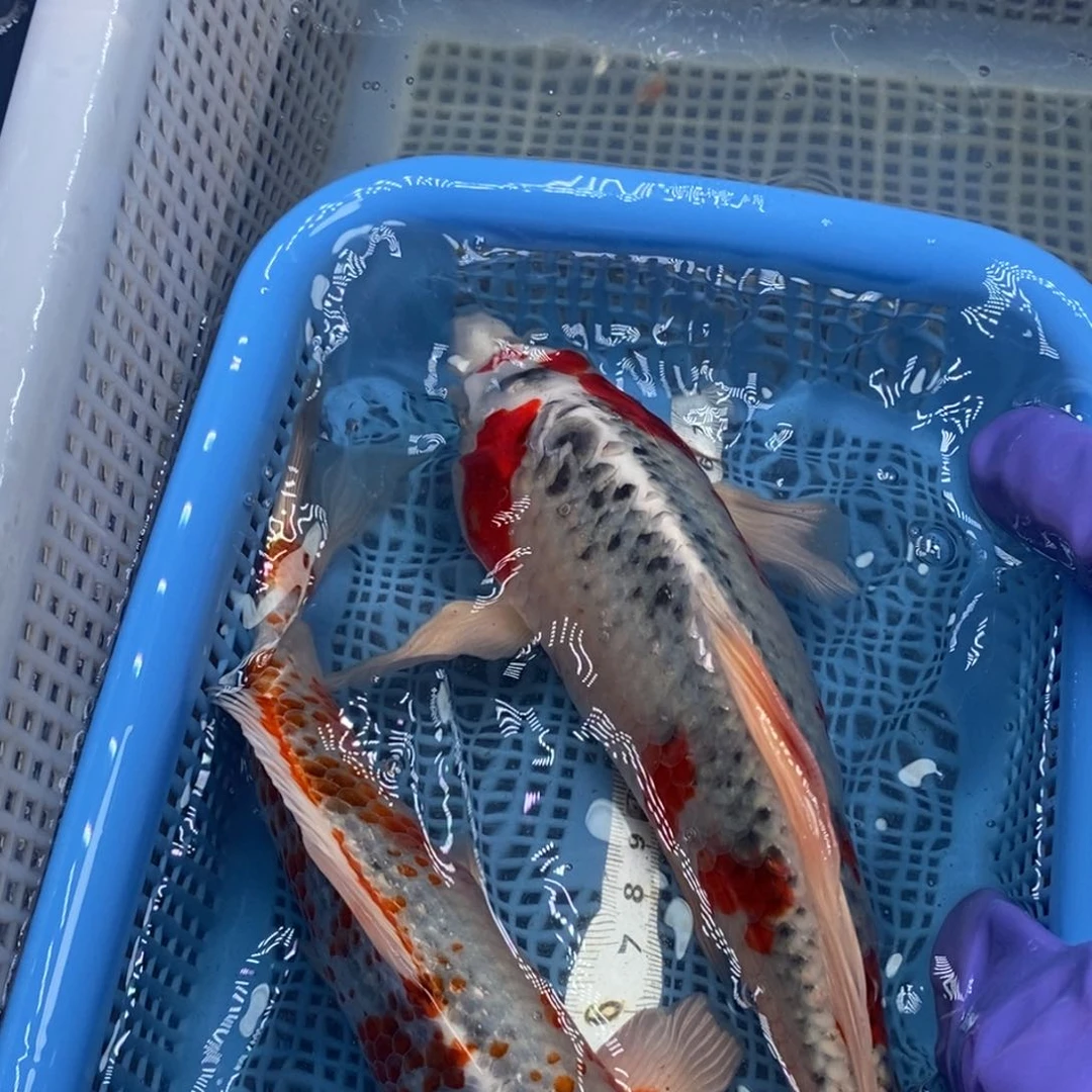 锦鲤冷水锦鲤包邮