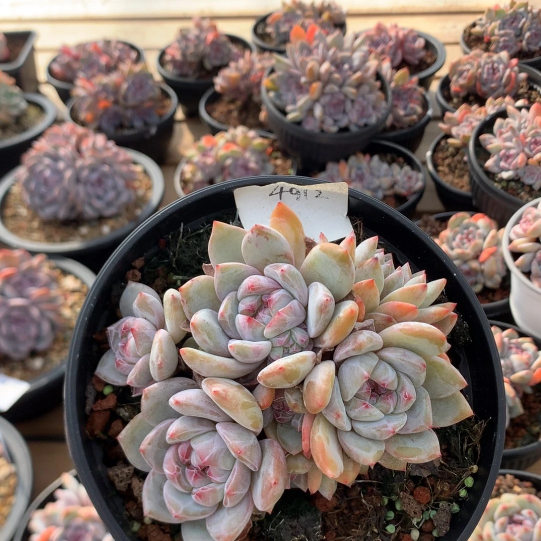 11厘米10头绿底紫心石榴籽 无砍 4912