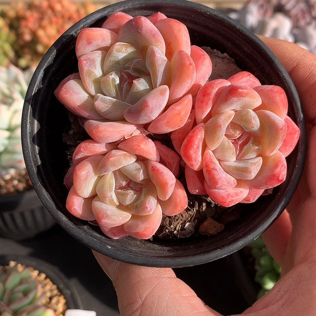 0102秋露白8厘米多肉