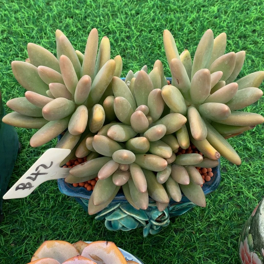 (***)多肉植物62626373737373