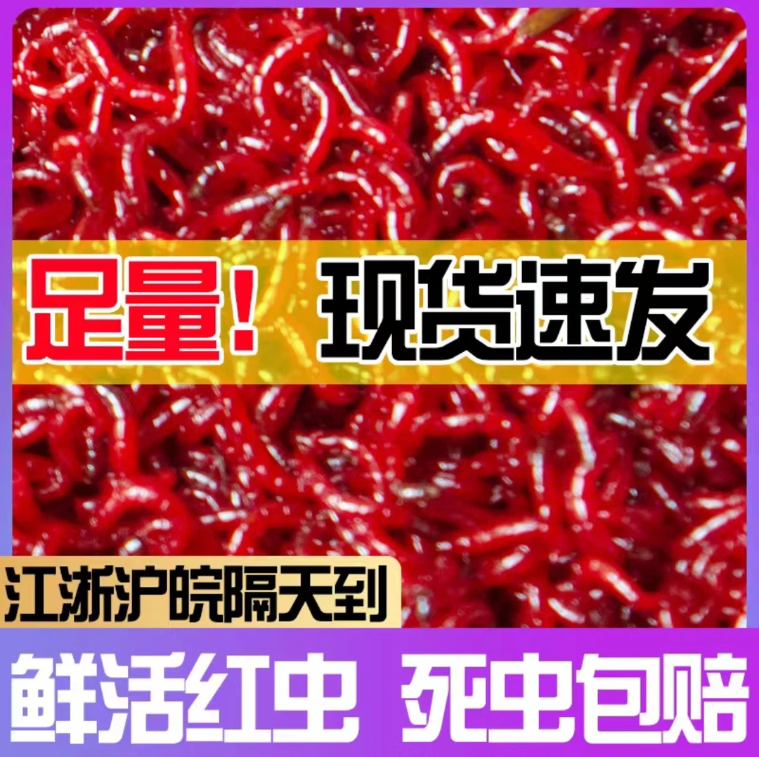 【新店福利中】净虫鲜活红虫特大号公虫鱼饵拉饵鲫鱼野钓1g黑坑钓鱼