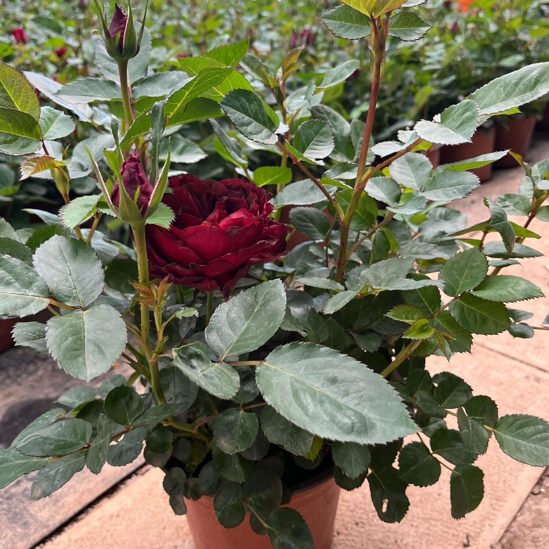 【红丝绒】月季露天大苗云南基地直发包邮