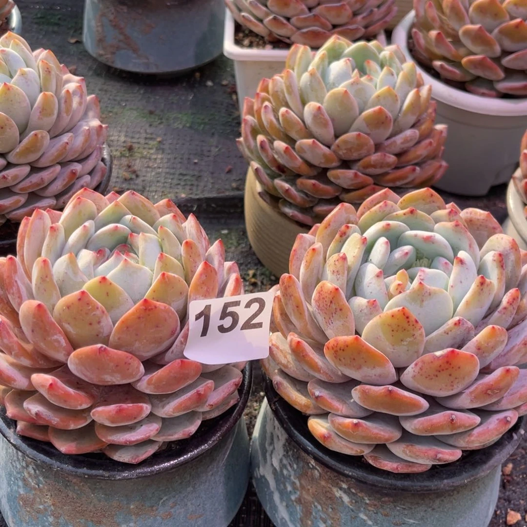 【闪购商品】陈*152