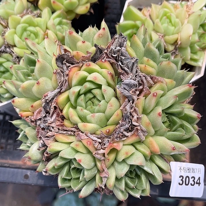 阿雅园艺。       3034