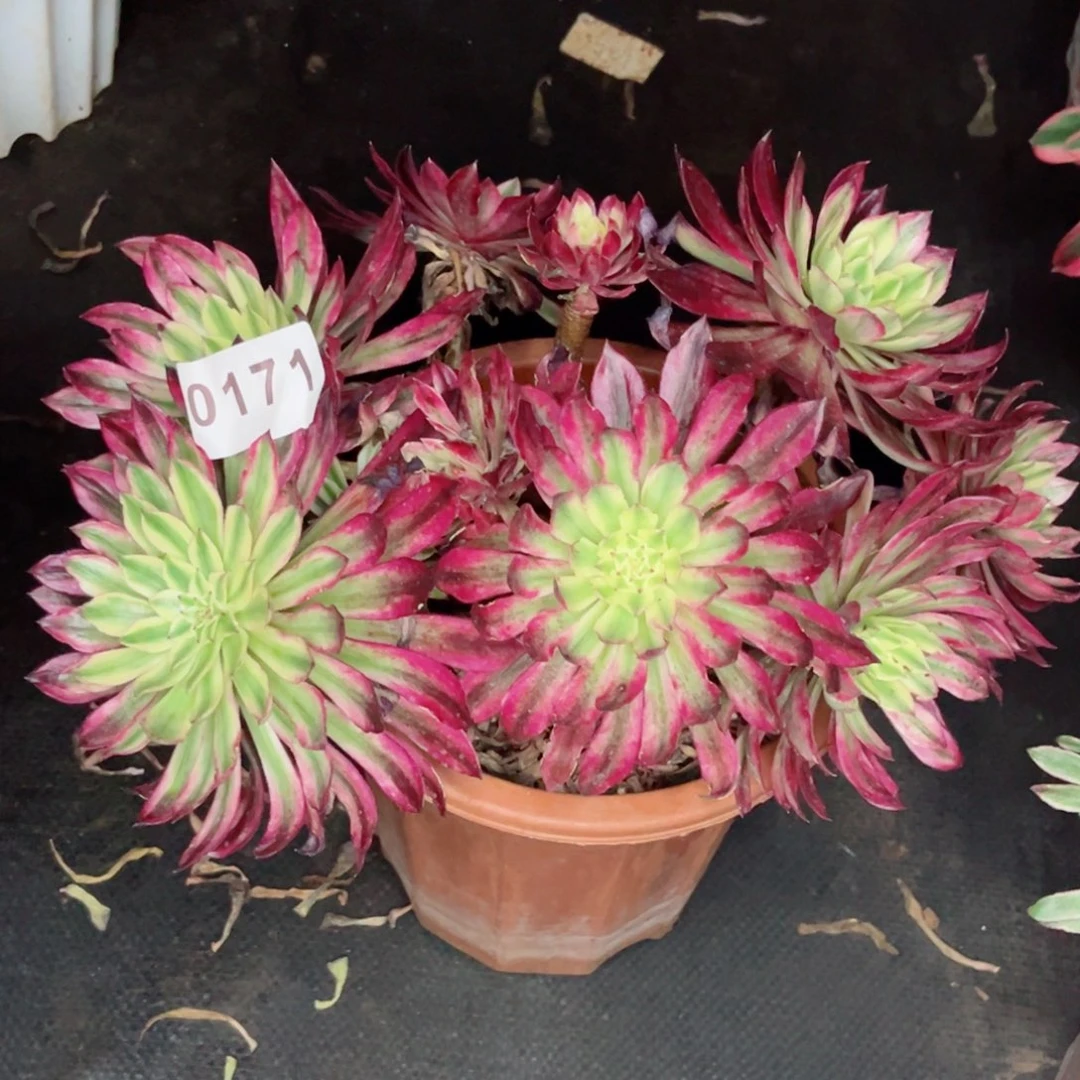 n*n贵妃多肉发货发货