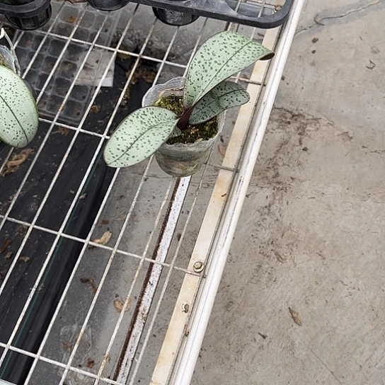 完全开放超银西2.8寸苗