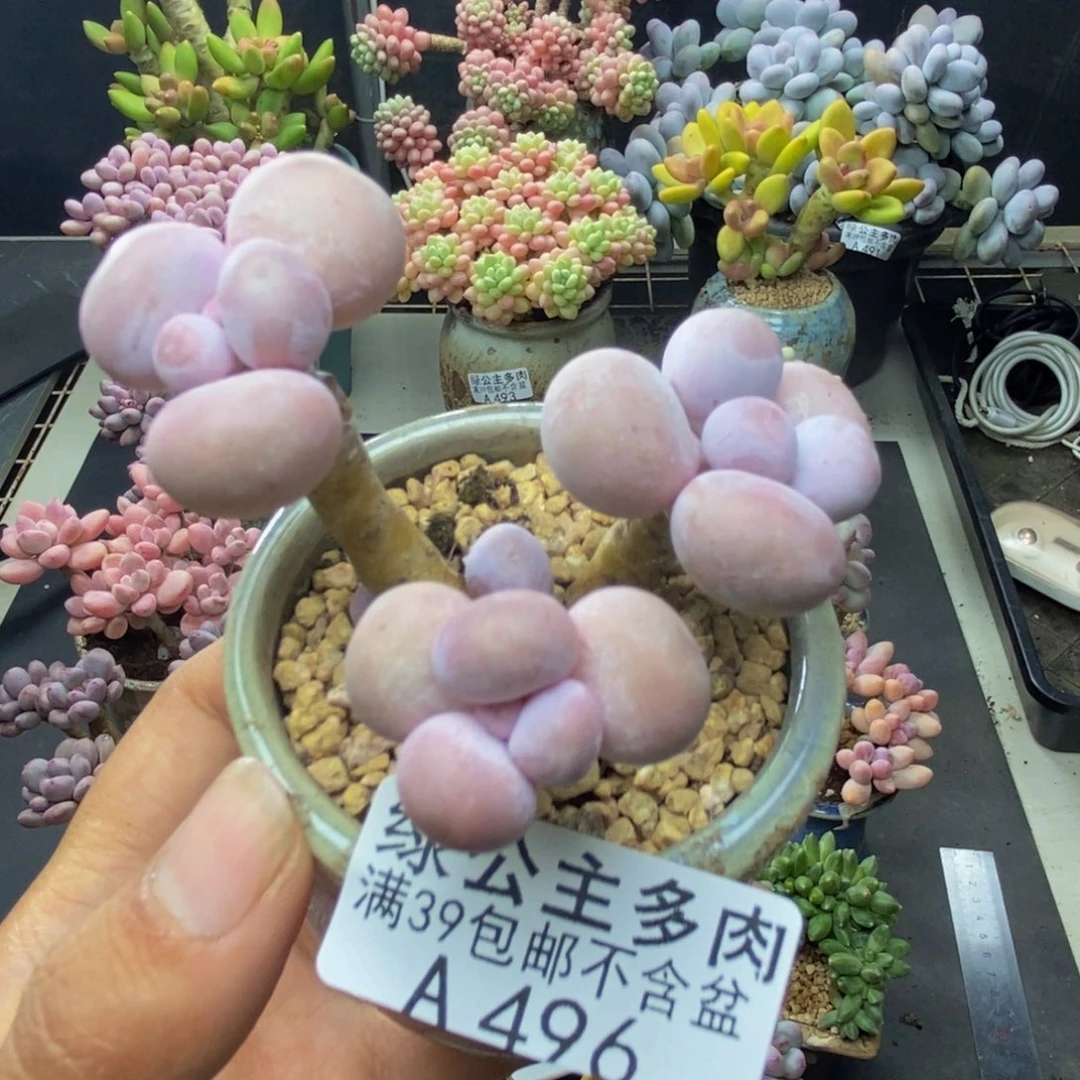 496橙奶多肉肉5c m