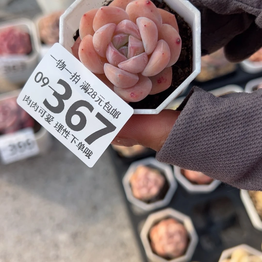 和田玉多肉多肉多肉多肉