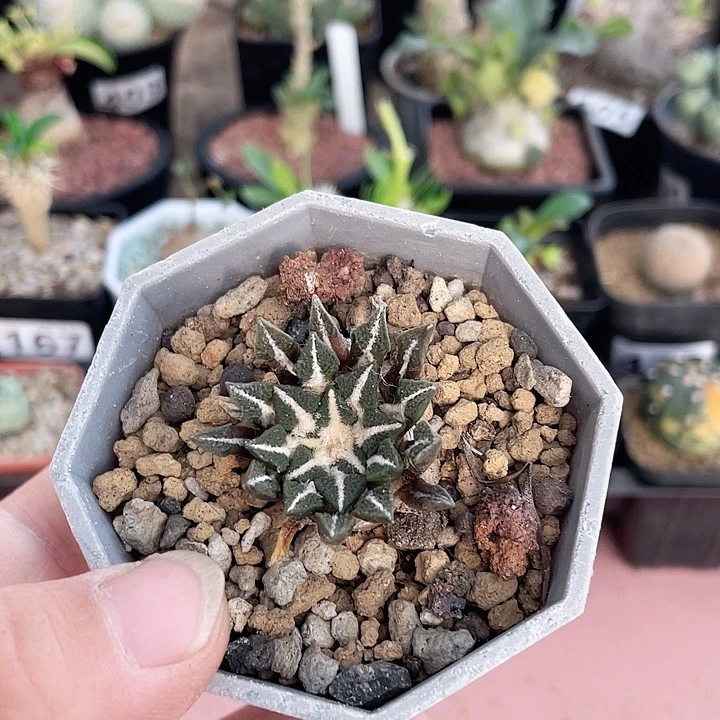 503实生黑牡丹仙人球