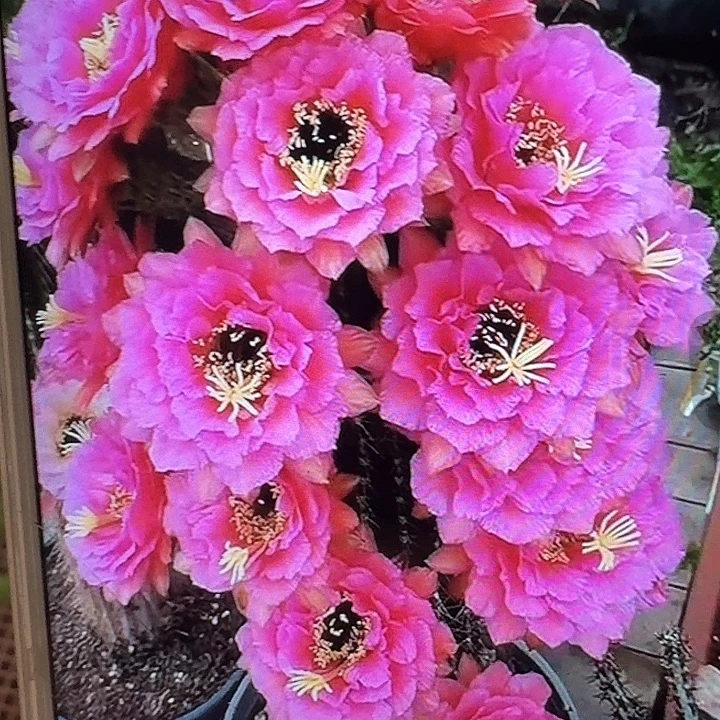 音符侧芽5公分左右毛花柱（20包邮）