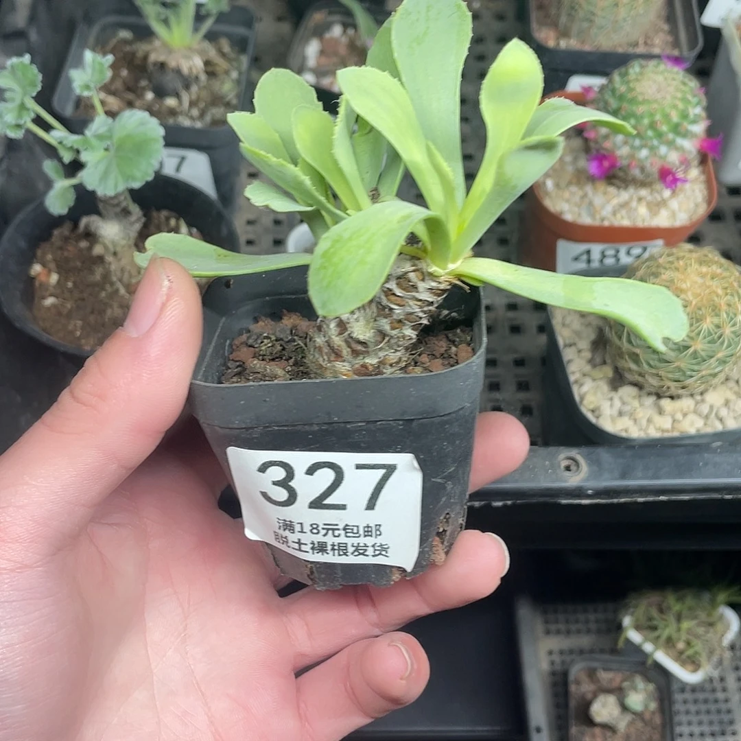 327刨花厚墩菊（满18包邮）