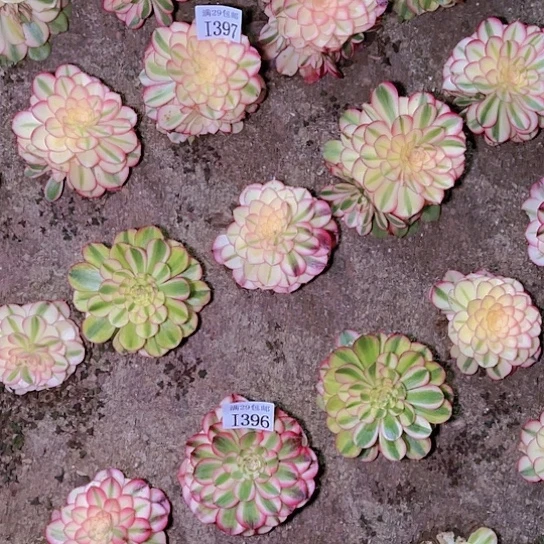 君*兰139796荔枝多肉植物多