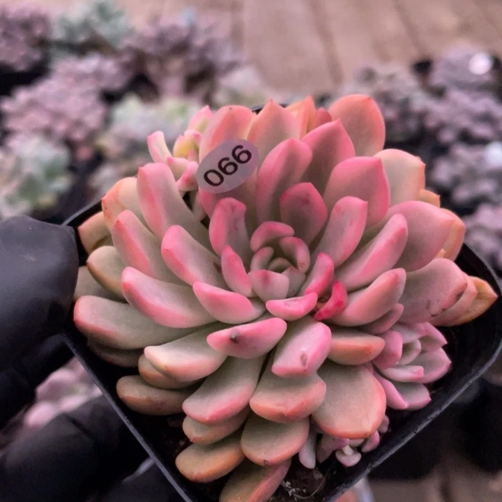 红宝石腹轮锦多肉植物