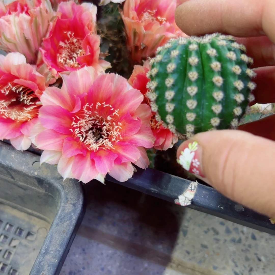 下65金刚13 歪无根侧芽4公分左右20包邮