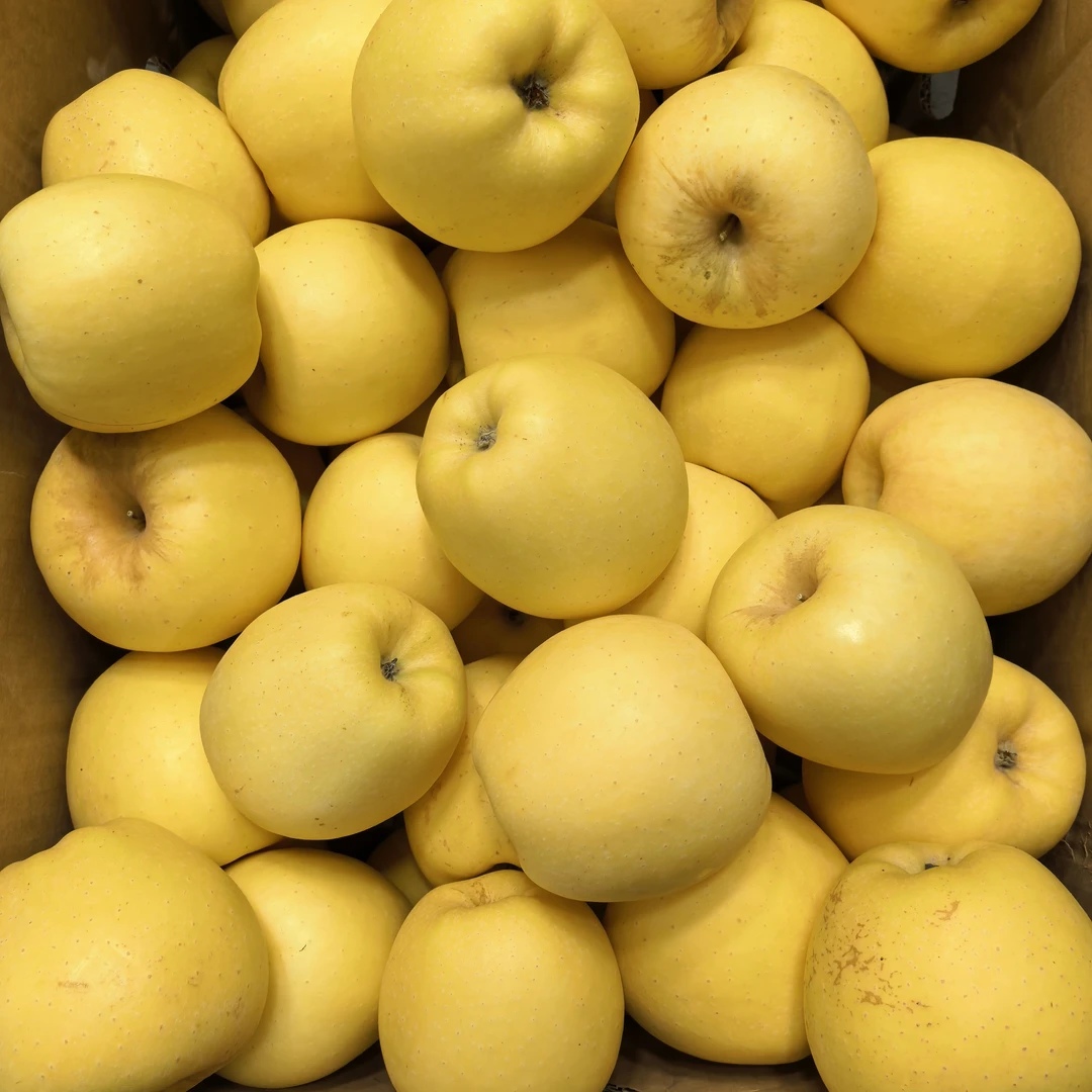 大连苹果脆甜4斤顺丰包邮（个别硌到不售后）