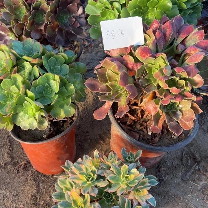 冬***阳3号5颗多肉植物，不包断头