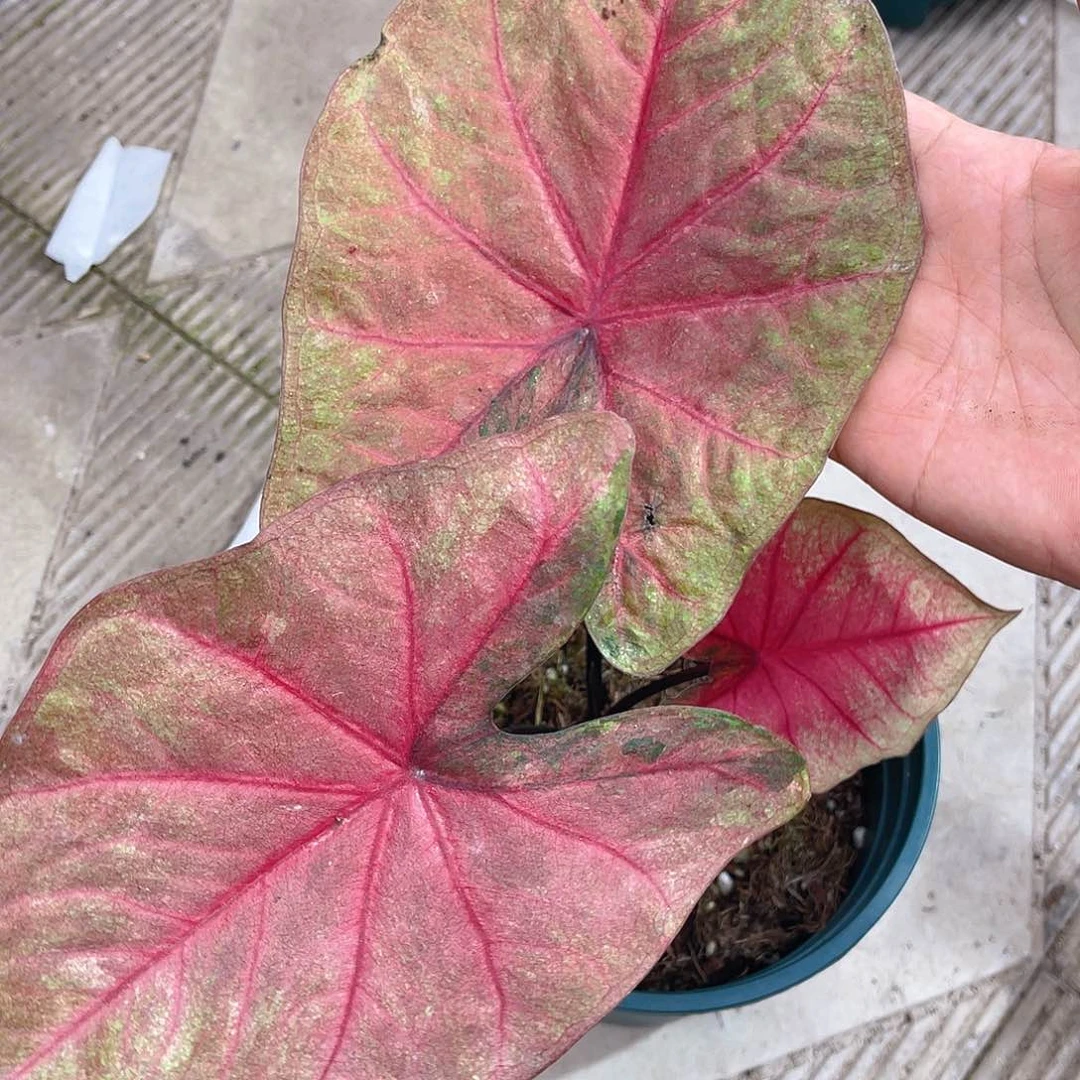 完全开放泰彩一物一拍300