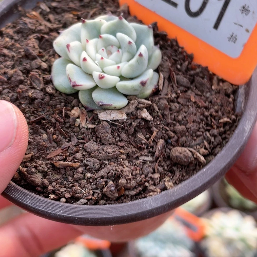 【闪购商品】无花朵风**雅201