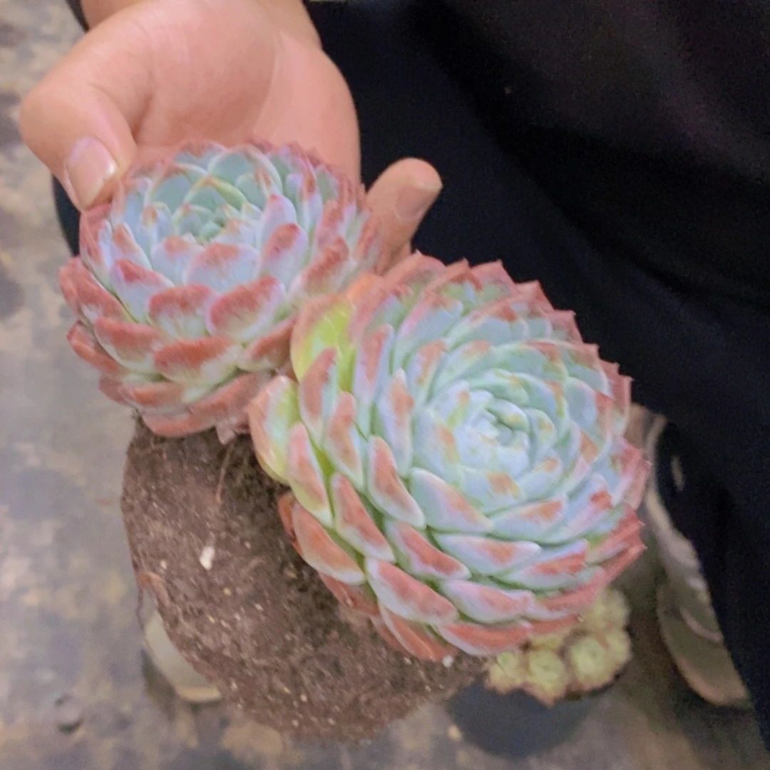 冰橙双头起发两盆