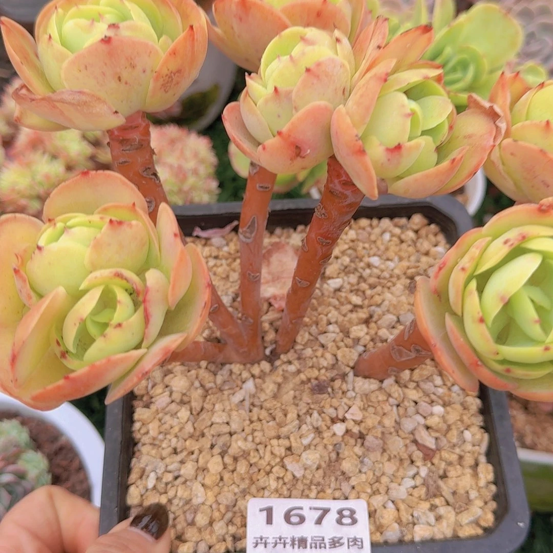 1678一物一拍（满28包邮