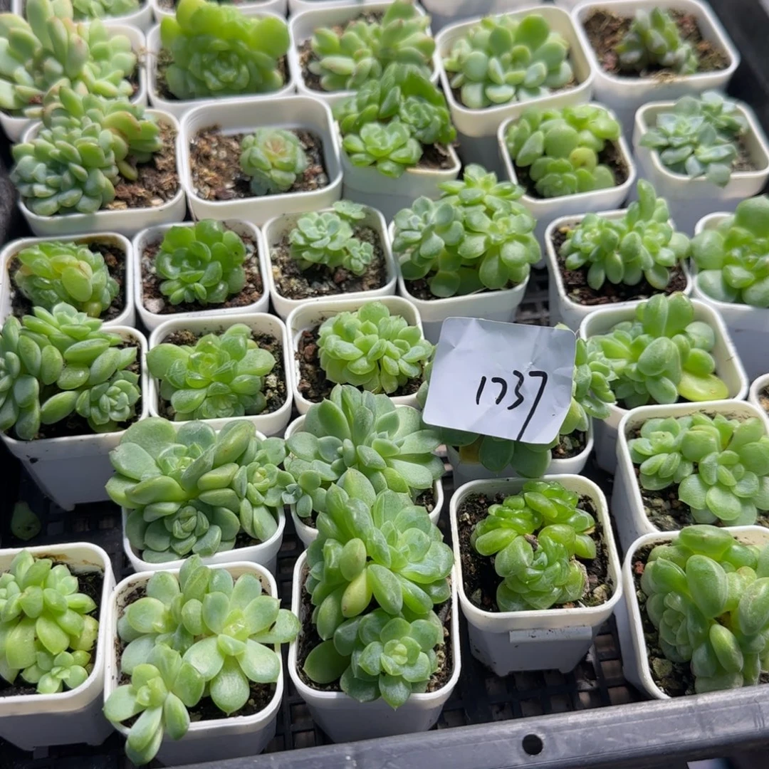 天***师1737 号一半托满20包邮