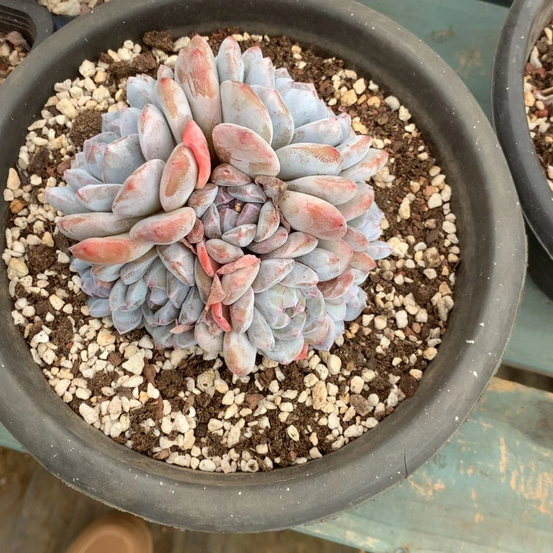 无花朵哈哈哈哈哈哈哈哈53