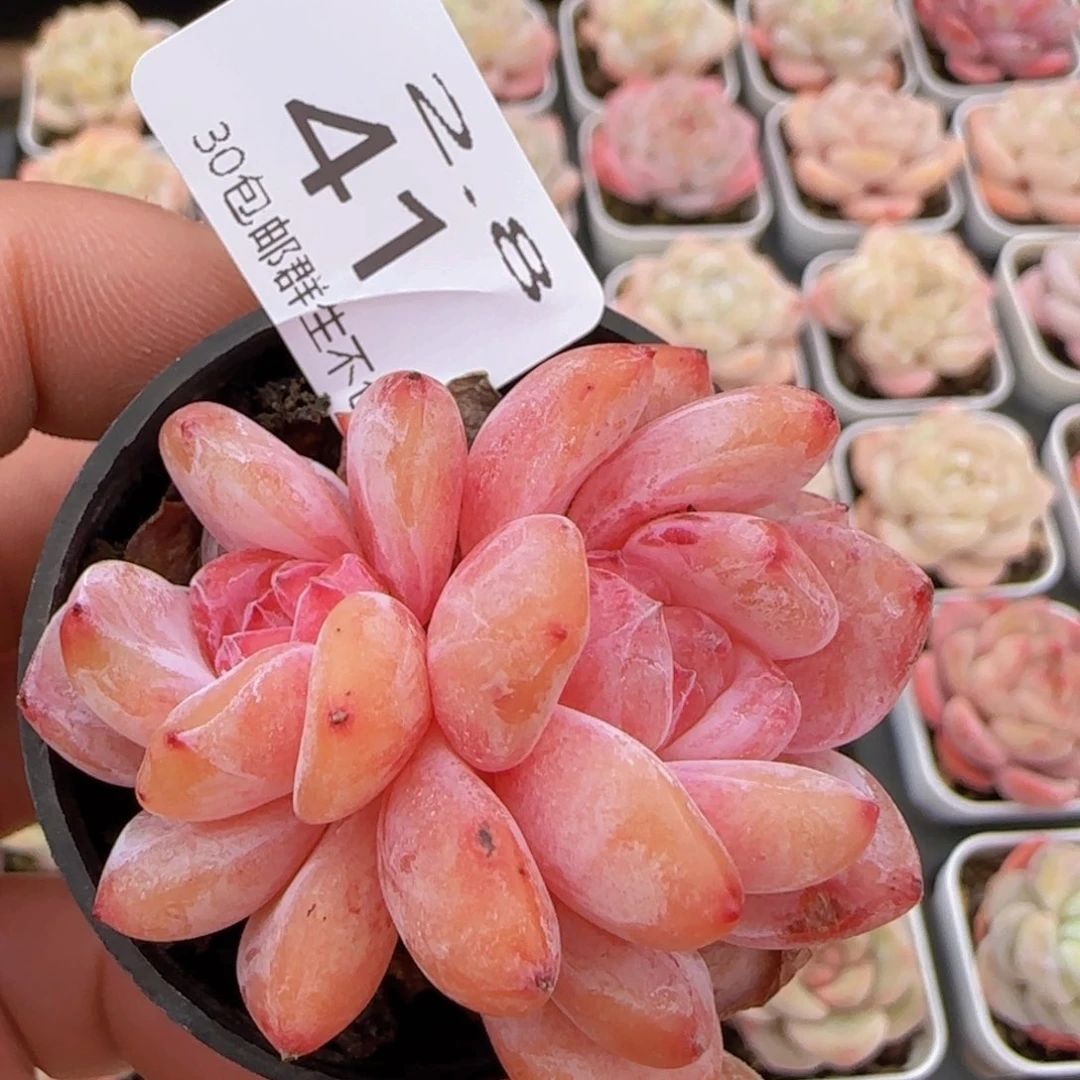 星影双头一颗脱土