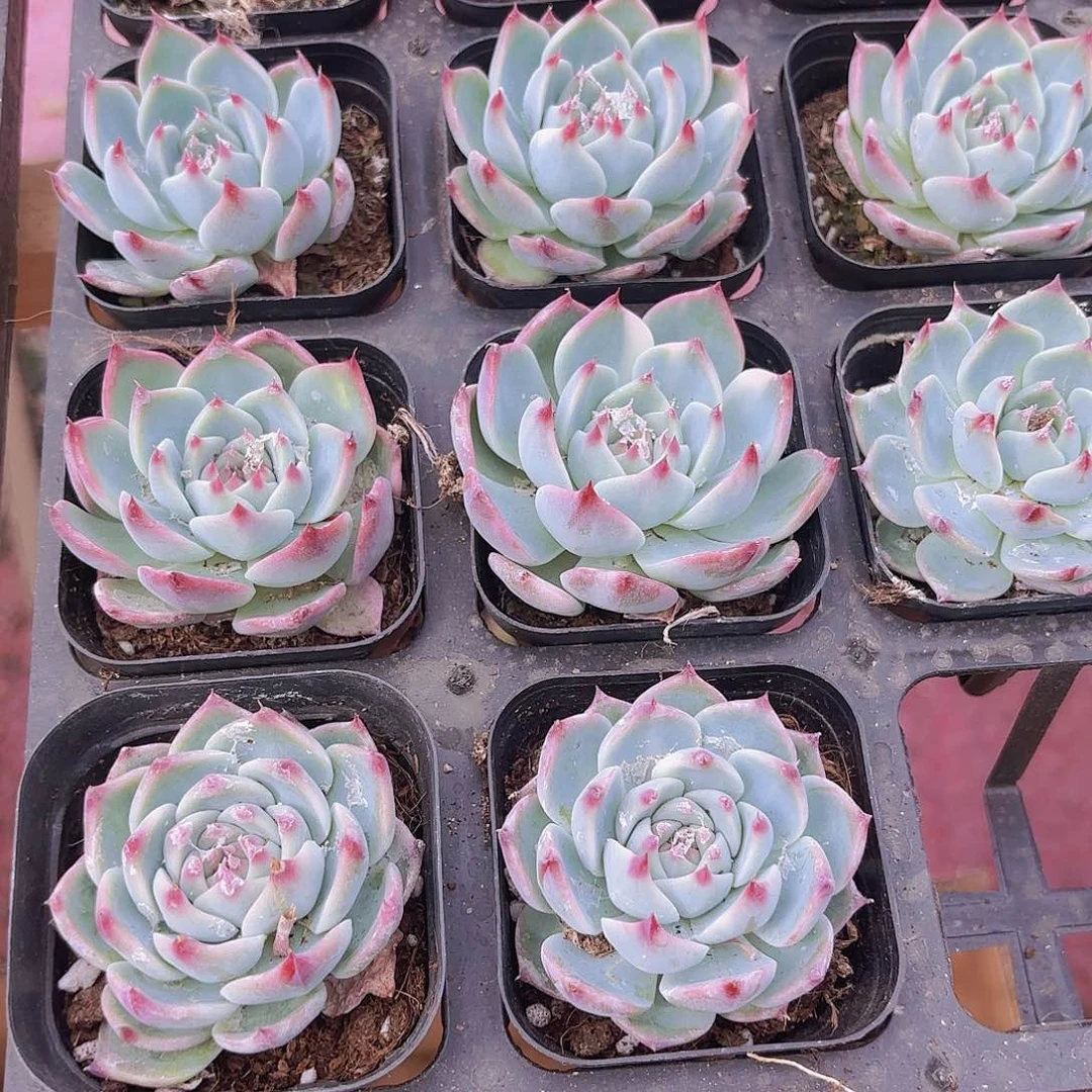 精品吉娃娃多肉植物