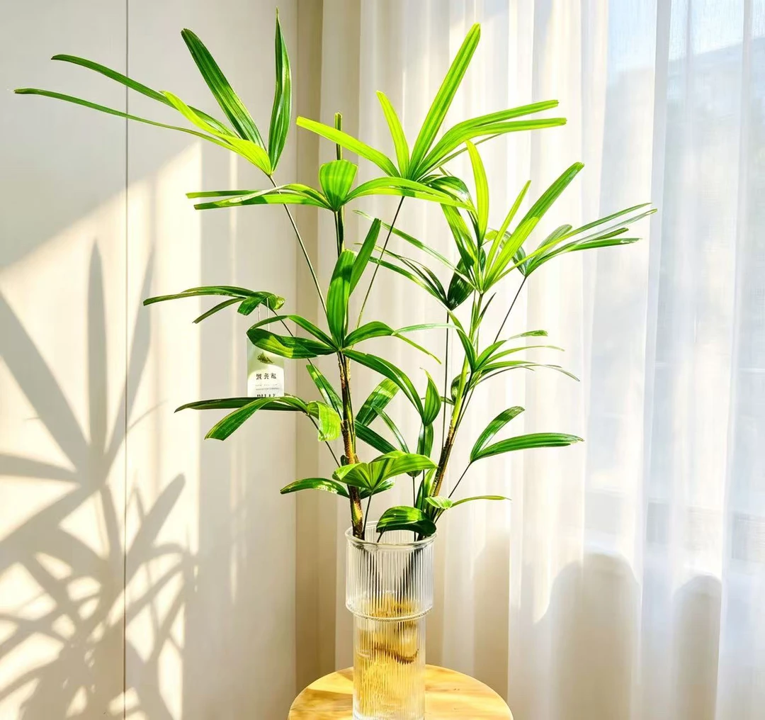 新热卖80-1米棕竹水培植物棕竹金山棕竹网红盆栽绿植室内竹子好养
